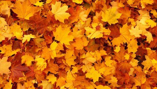 autumn-leaves-83761