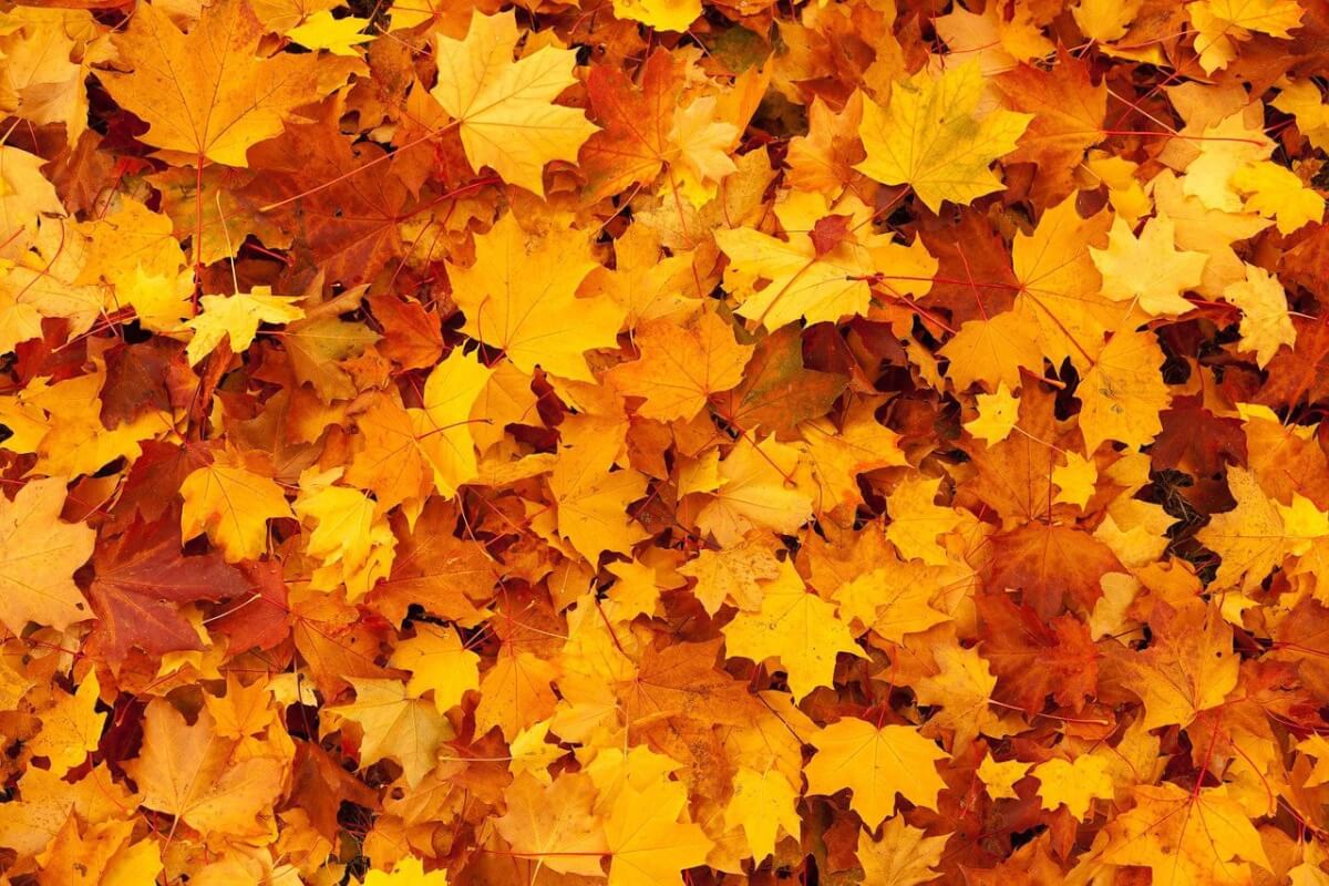 Autumn leaves