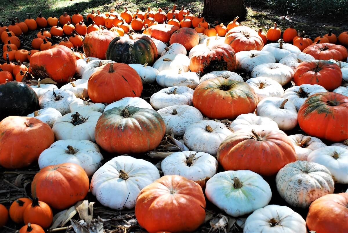 Pumpkin Patch