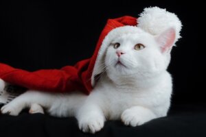 White cat wearing a Christmas hat