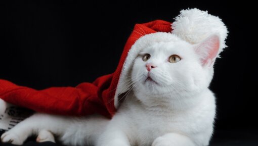 White cat wearing a Christmas hat