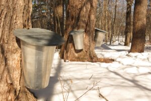 Tapped maple trees in a snowy forest