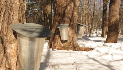 Tapped maple trees in a snowy forest